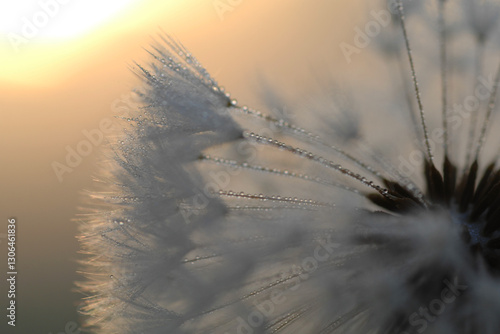 Gemeiner Löwenzahn,  Gemeine  Kuhblume,  Taraxacum officinale photo