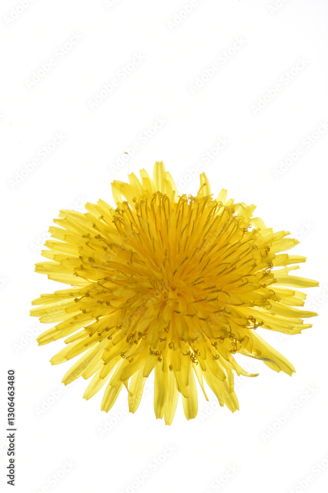 Gemeiner Löwenzahn, Gemeine Kuhblume, Taraxacum officinale Gemeiner Löwenzahn, Gemeine Kuhblume, Taraxacum officinale