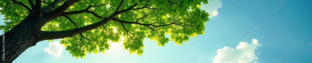 Tree's leafy canopy stretches towards the sky in solitude, leaves, serenity, serene Tree's leafy canopy stretches towards the sky in solitude, leaves, serenity, serene