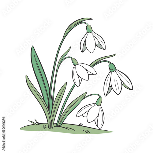 snowdrop flower vector