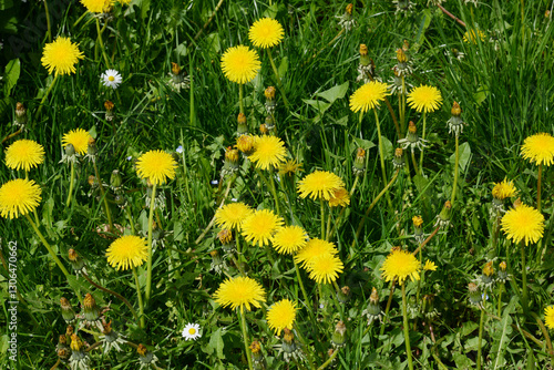 Gemeiner Löwenzahn,  Gemeine  Kuhblume,  Taraxacum officinale photo