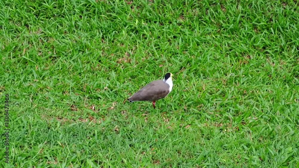 Masked lapwing bird walking on the green grass Masked lapwing bird walking on the green grass