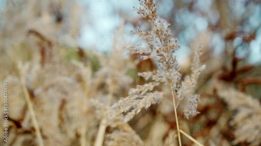 Detailed view of golden reeds with a blurred background Detailed view of golden reeds with a blurred background