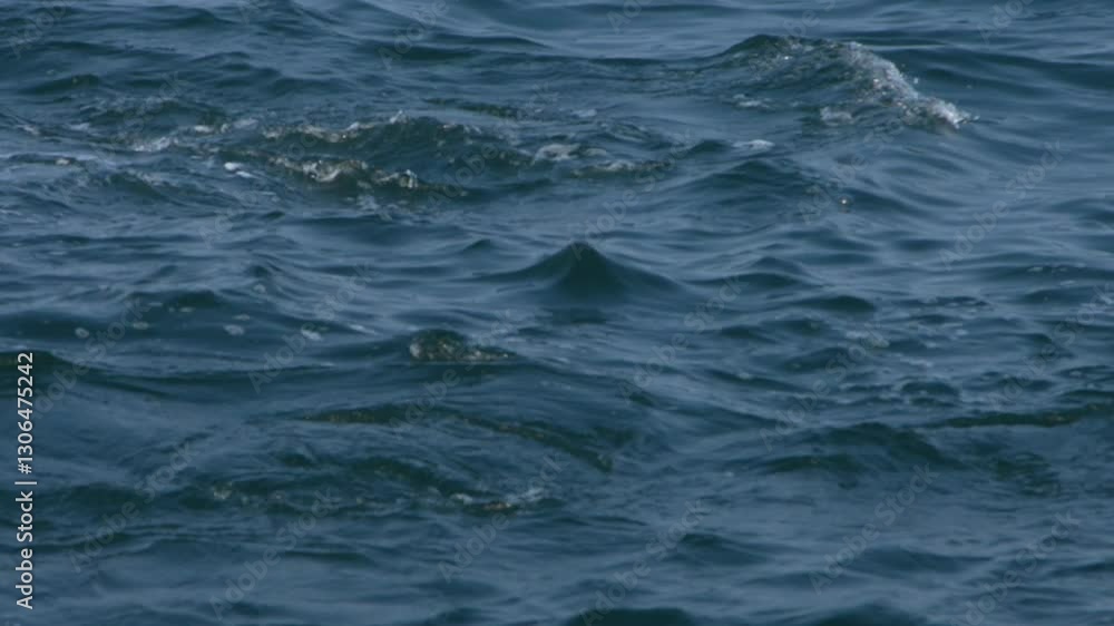 Calm water with gentle ripples, showcasing the coastal area near Los Organos, Piura, Peru, home to diverse marine life like Stenella frontalis dolphins and Puffinus puffinus Calm water with gentle ripples, showcasing the coastal area near Los Organos, Piura, Peru, home to diverse marine life like Stenella frontalis dolphins and Puffinus puffinus