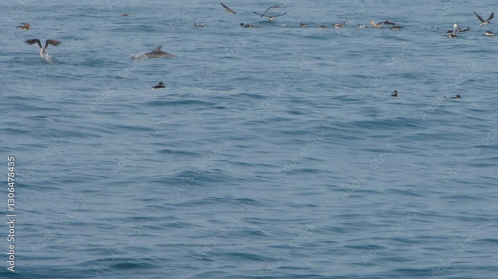 Birds flying over the water, near Los Órganos, Piura, Peru, with a Puffinus puffinus in view