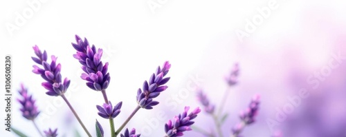 Flowering lavender isolated on white background, lavender, petals
