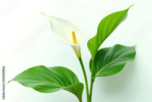 Wallpaper Mural Large leaves of the peace lily plant isolated on white background, natural, stem Torontodigital.ca