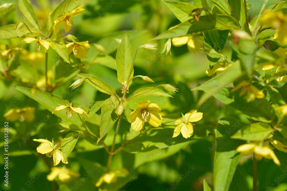 Obraz premium Fringed loosestrife flowers