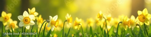 Daffodils forming banner across sunny meadow, vibrant yellow and white , background, closeup