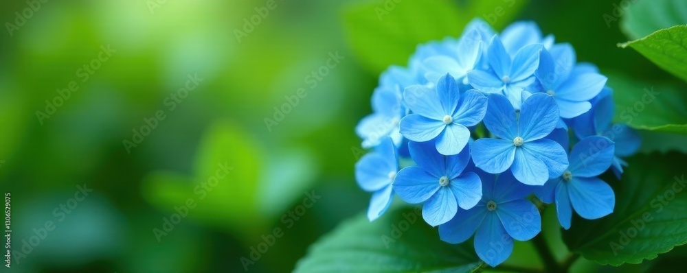 Sky blue hydrangeas, vibrant blooms, lush foliage , vibrant, background, bloom Sky blue hydrangeas, vibrant blooms, lush foliage , vibrant, background, bloom