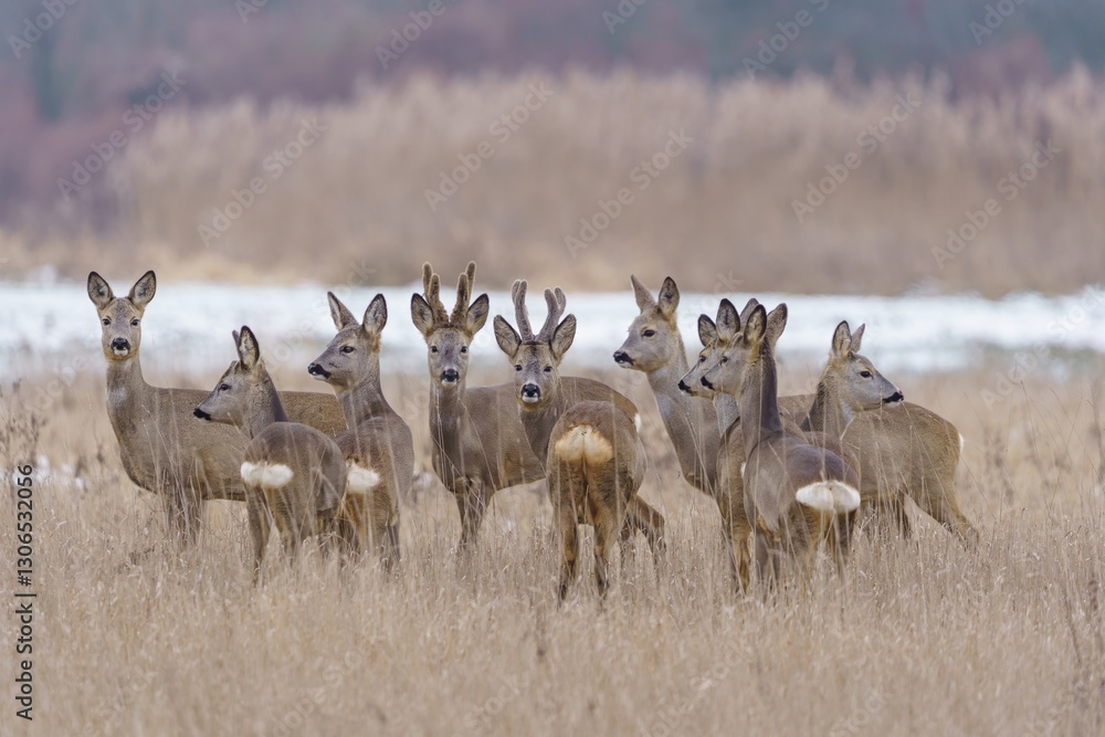 Stado saren na polu wraz z dwoma koziołkami