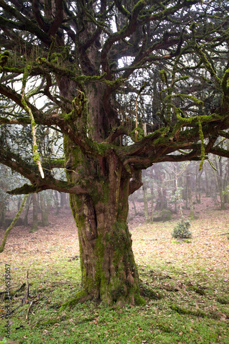 old yew tree in the Badde salighes forest. Bolotana. Nuoro. Sardinia. Italy photo