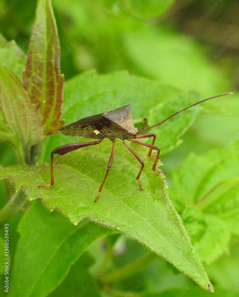 Leaf-footed Bug (Anoplocnemis phasianus) on a leaf Leaf-footed Bug (Anoplocnemis phasianus) on a leaf