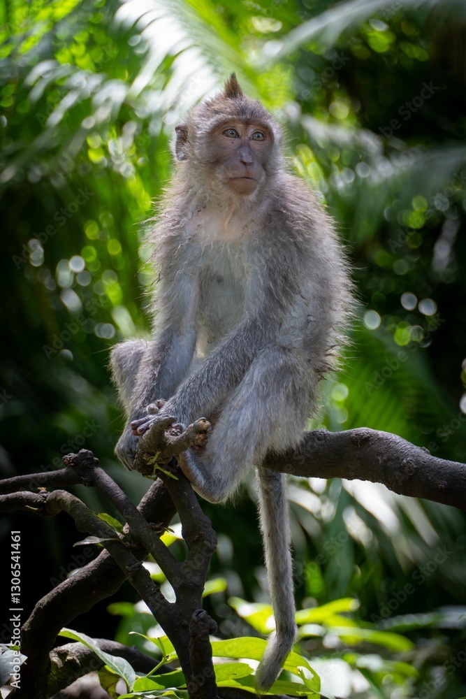 Monkey in a lush forest setting. Monkey in a lush forest setting.