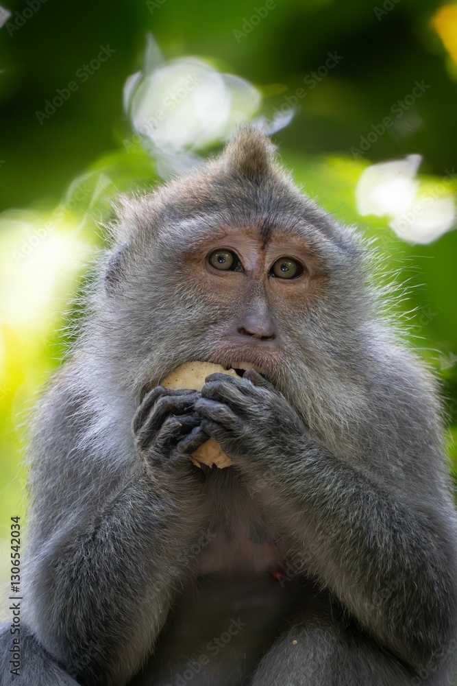 Obraz premium Macaque Monkey Eating in Forest