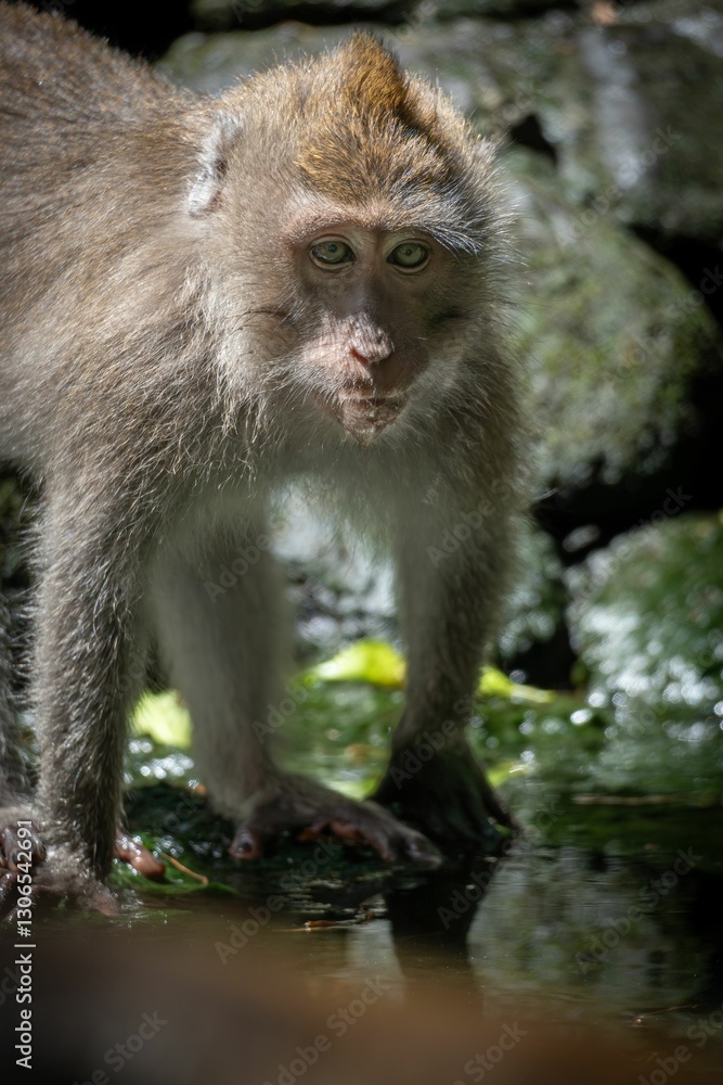 Fototapeta premium Macaque by the Water