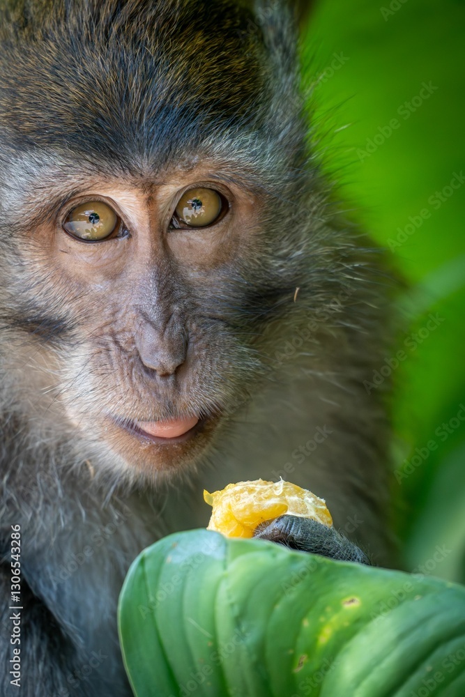 Obraz premium Monkey close-up with fruit and green background.