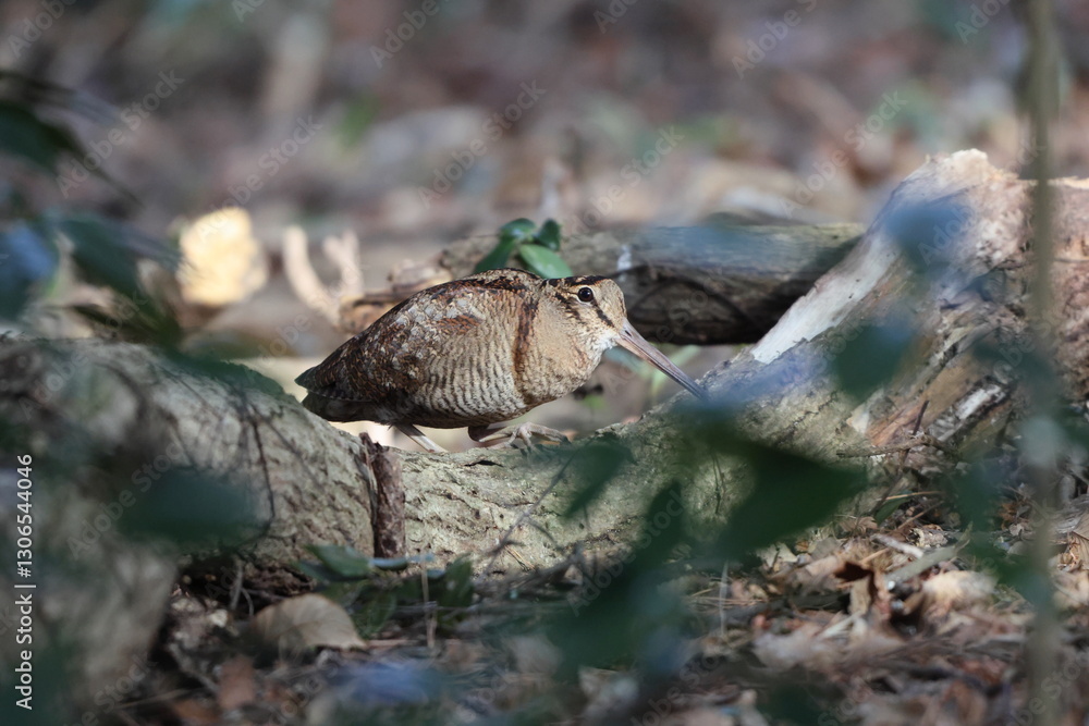 Obraz premium Eurasian woodcock (Scolopax rusticola) is a medium-small wading bird found in temperate and subarctic Eurasia. This photo was taken in Japan.