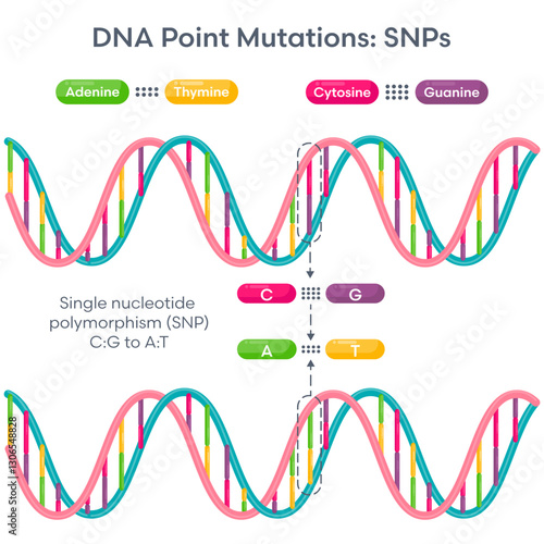 Single Nucleotide Polymorphism SNPs DNA Mutation diagram