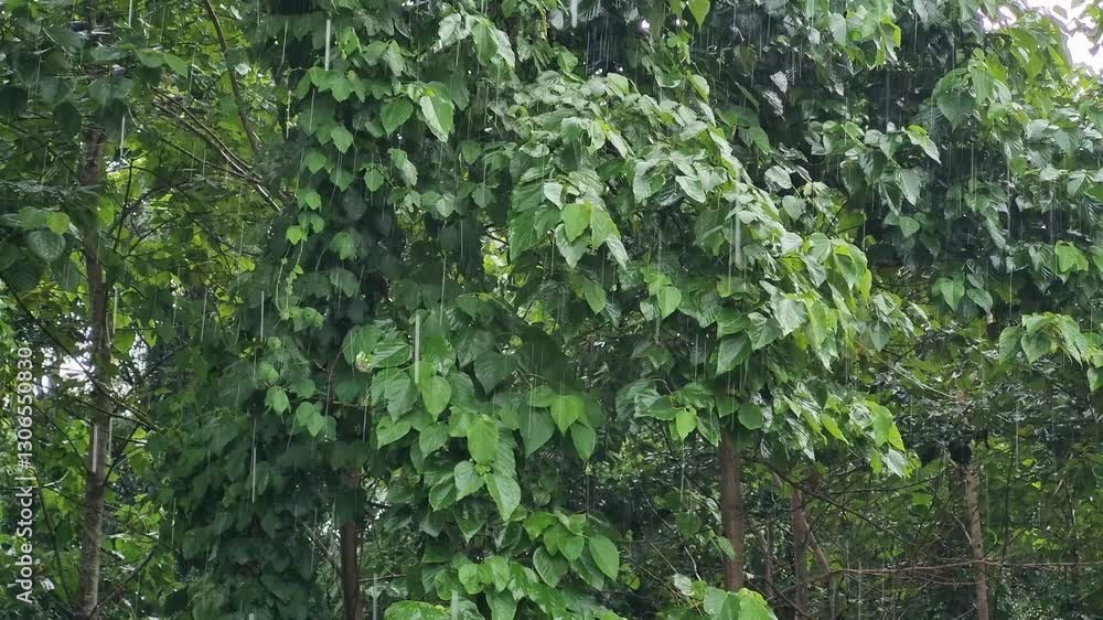 Rain on a calm and cool morning with a backdrop of fresh green leaves at Pamekasan, Indonesia. Rain on a calm and cool morning with a backdrop of fresh green leaves at Pamekasan, Indonesia.