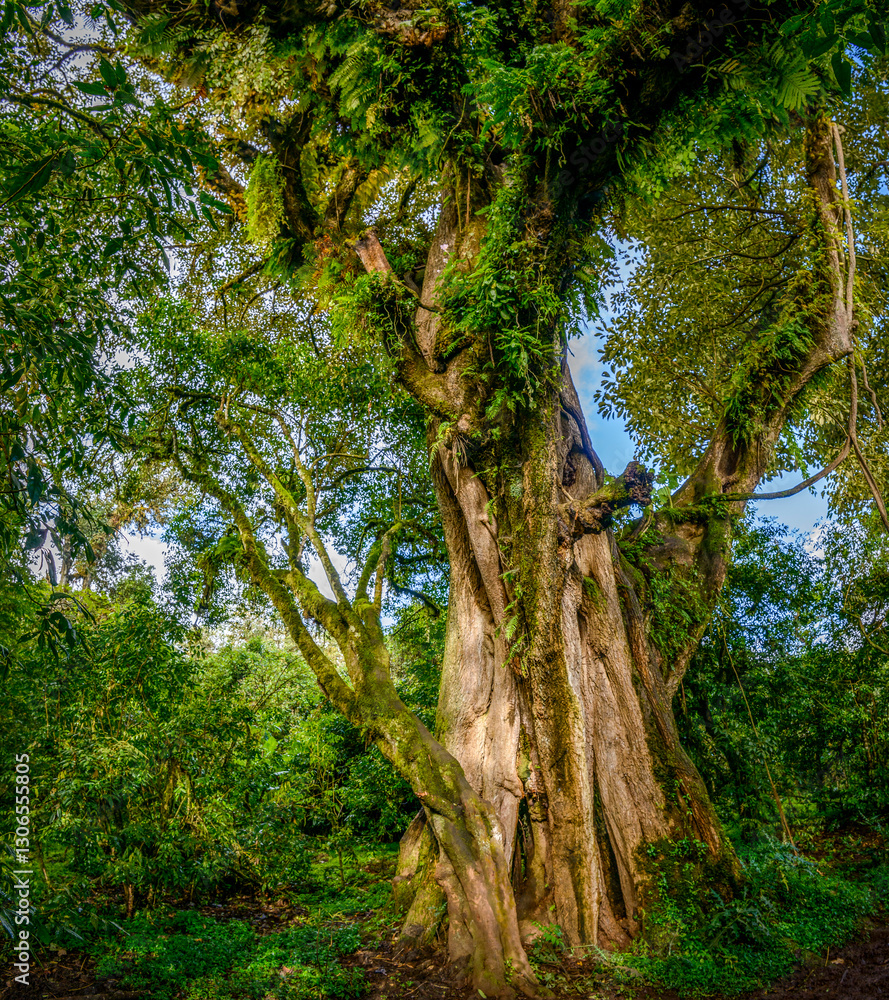 The Harenna forest on the Harenna (or Herenna) Escarpment. Bale Mountains National Park. Ethiopia.