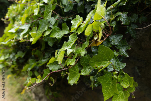 green ivy leaves with water droplets background