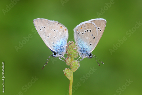 Wallpaper Mural Close-up images of blue butterflies during mating season. Torontodigital.ca