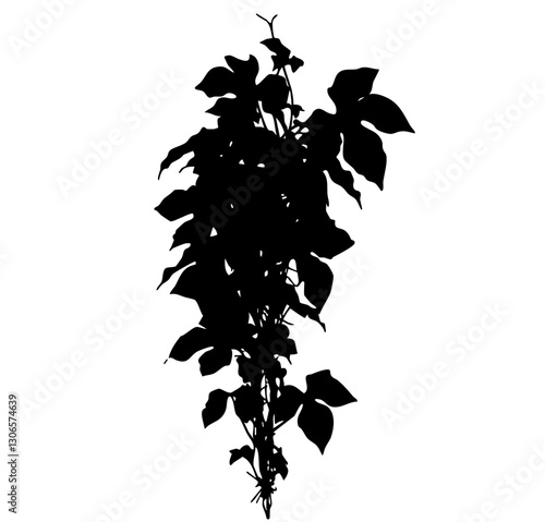 vine vector grape ivy plant, leaves tropic hanging, border decoration plant. Isolated on a transparent background. PNG, cutout, or clipping path.