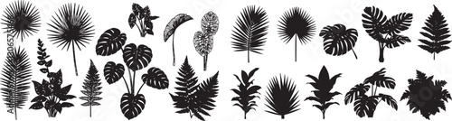 Collection of vector leaves of tropical plants bush (Monstera, palm, rubber plant, pine, bird's nest fern). PNG, cutout, or clipping path.