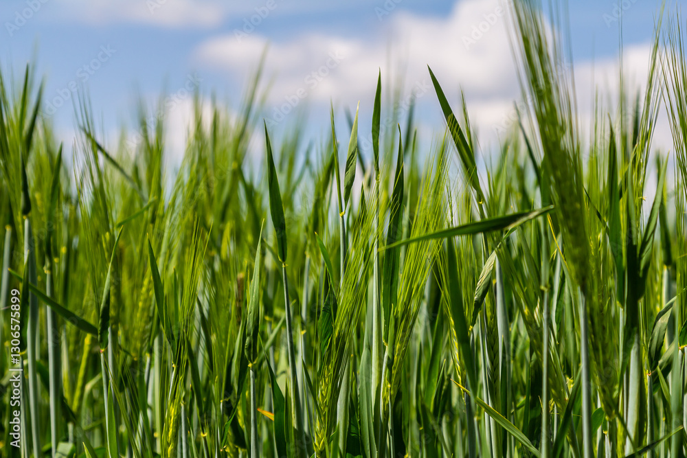 Lush green wheat field sways gently under a blue sky with fluffy clouds on a bright sunny day Lush green wheat field sways gently under a blue sky with fluffy clouds on a bright sunny day