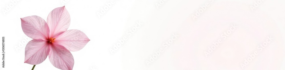 Simple yet elegant flower isolated on white background, petal, isolated, nature Simple yet elegant flower isolated on white background, petal, isolated, nature