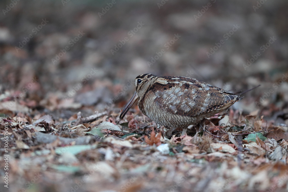 Eurasian woodcock (Scolopax rusticola) is a medium-small wading bird found in temperate and subarctic Eurasia. This photo was taken in Japan. Eurasian woodcock (Scolopax rusticola) is a medium-small wading bird found in temperate and subarctic Eurasia. This photo was taken in Japan.