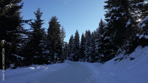 Snow-covered fir trees in a serene winter garden, creating a peaceful seasonal landscape.