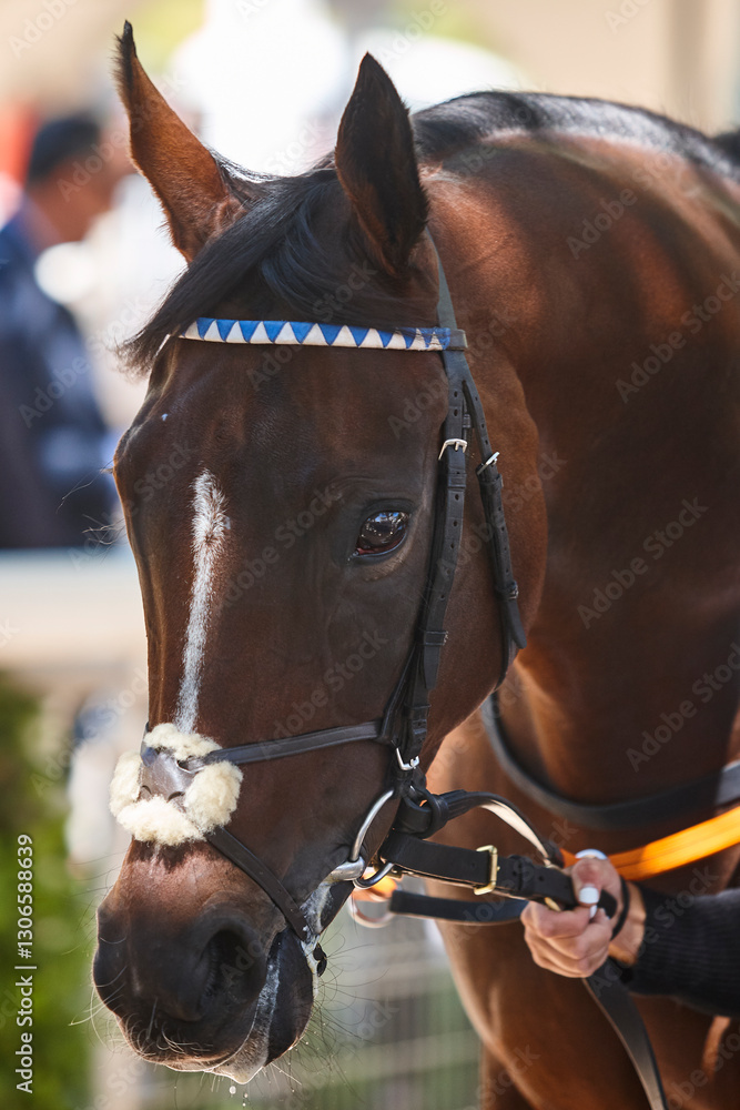 Race horse head detail. Purebred in the paddock hippodrome. Turf
