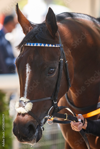 Obraz na płótnie Race horse head detail. Purebred in the paddock hippodrome. Turf w salonie