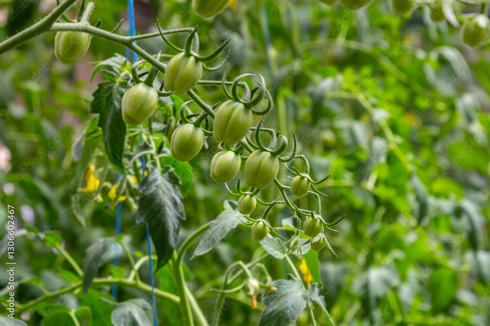 Green tomato fruits developing on a vine in a sunny garden environment during the summer season Green tomato fruits developing on a vine in a sunny garden environment during the summer season