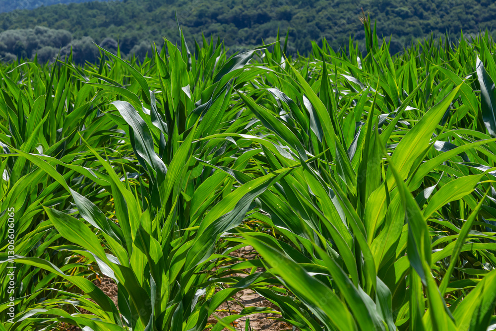 Fototapeta premium An industrial field of corn sprouts growing in black soil. Corn grow in beautiful rows at sunset. Agricultural landscape