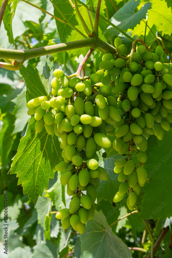 Close up of grapes hanging on branch. Hanging grapes. Grape farming. Grapes farm. Tasty green grape bunches hanging on branch. Grapes. Close up of grapes hanging on branch. Hanging grapes. Grape farming. Grapes farm. Tasty green grape bunches hanging on branch. Grapes.