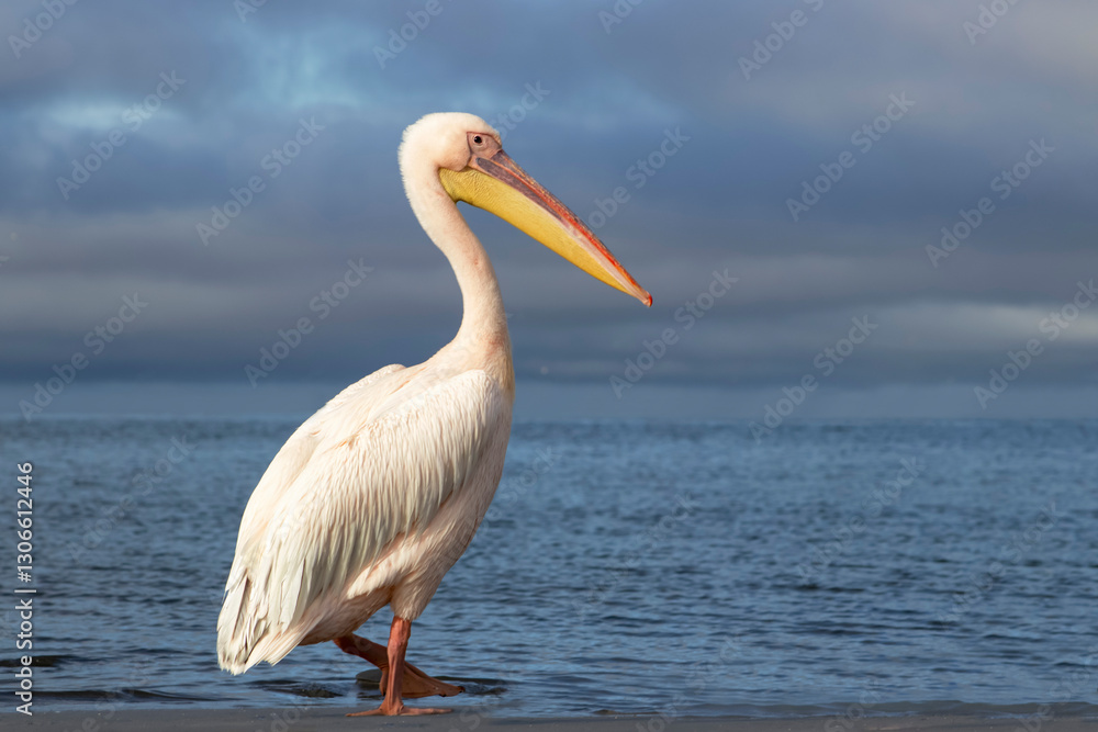African wild bird. A lone Great pelican in a blue lagoon against a cloudy sky African wild bird. A lone Great pelican in a blue lagoon against a cloudy sky