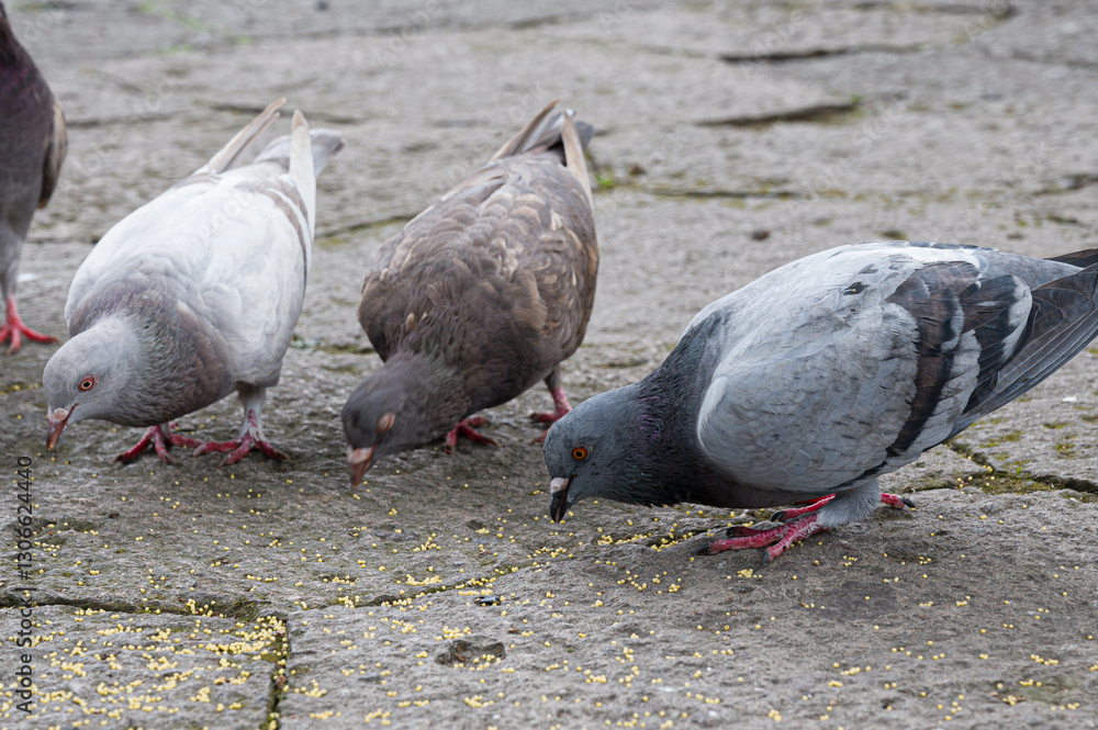 Plaza's Feathery Friends Gathering Plaza's Feathery Friends Gathering