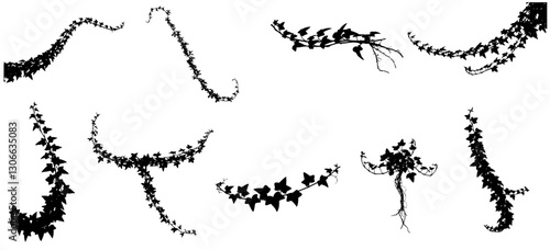 Set of black leaves vector from Javanese tree vine or grape ivy (Cissus spp.), a jungle vine and hanging ivy plant bush foliage, isolated on a white background with a clipping path.