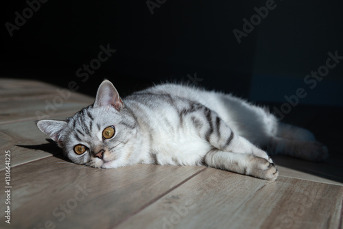 Wallpaper Mural Cute little white-gray Scottish straight kitten lying on the floor at home Torontodigital.ca