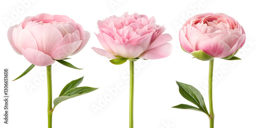 Three Different Style Beautiful Pink Peony Flower on White, Peony Flowers Display, Elegant Floral Decor, Cut Out