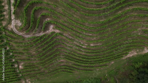 DRONE FOOTAGE: Famous Prosecco Hills in Veneto wine region. View of vineyard Prosecco and in Rolle, a small hamlet of Cison di Valmarino, Valdobbiadene, Veneto, Italy.