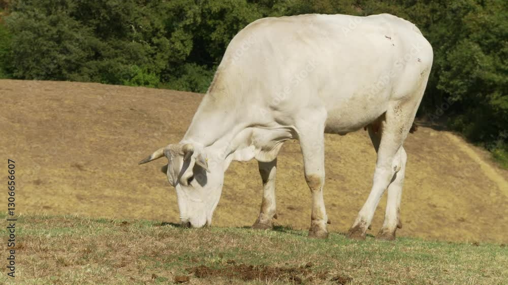 Side view of a Chianina breed cow grazing on hills with mountains in background, long shot Side view of a Chianina breed cow grazing on hills with mountains in background, long shot