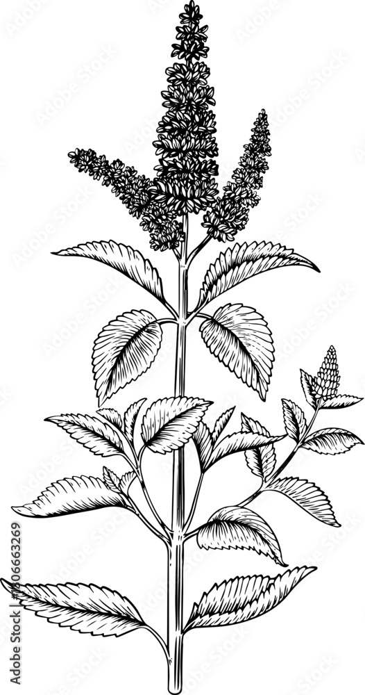 Holy Basil Line Art Holy Basil Line Art