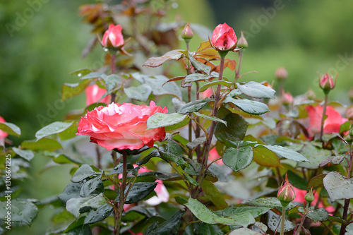 Closeup Rosa Nostalgie Taneiglat, German rosa  with blurred background in summer garden