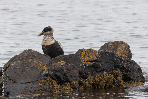 Eder Duck in Aberdeen beach in Scotland in sea by the rock 
