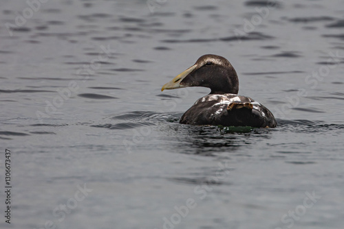 Eder Duck in Aberdeen beach in Scotland in sea by the rock 