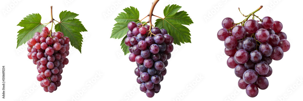 Fototapeta premium Red Grapes Display Diverse Shades in Bunches